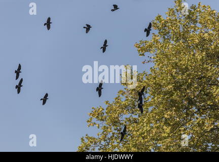 Western jackdaw, Corvus monedula, troupeau en vol. Banque D'Images