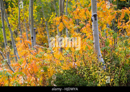 Aspen mountain ash et l'évolution des feuilles pour l'automne dans la région de Darby Teton Canyon dans la montagne. Jedediah Smith Wilderness, Wyoming Banque D'Images