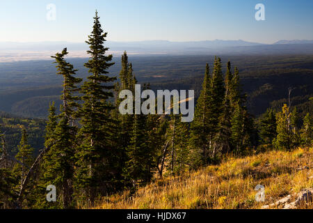 Un petit bosquet d'arbres verts surplombant la vallée de la Teton Bannock Trail. Targhee National Forest, Wyoming Banque D'Images