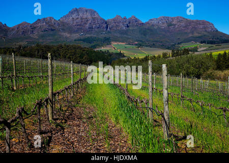 Vignobles de Stellenbosch Stellenbosch avec montagnes en arrière-plan, l'Afrique du Sud Banque D'Images