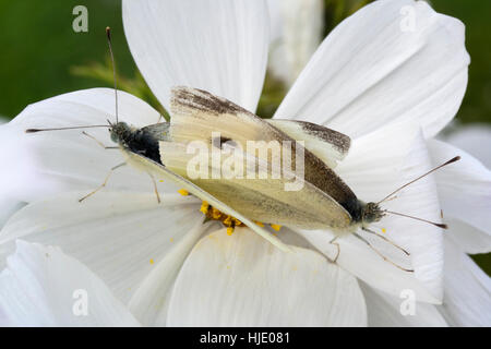 Les petits papillons blancs (Pieris rapae) l'accouplement sur Cosmos blanc Banque D'Images