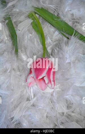 Pink tulip (Tulipa) se situe au-dessus de plumes blanches sur le bas Banque D'Images