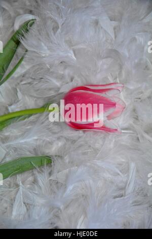 Pink tulip (Tulipa) se trouve du côté des plumes blanches Banque D'Images