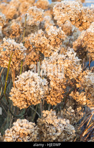 Mophead hydrangea fleurs fanées en hiver Banque D'Images