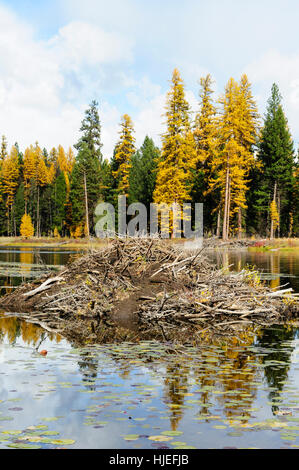 Castor (Castor canadensis) lodge, Seeley Lake, Montana Banque D'Images