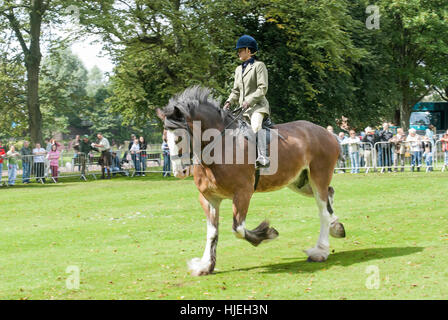 Shire 'équitation' à la Glasgow Show. Banque D'Images