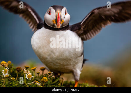 Macareux moine étend ses ailes, l'île de Skomer, Pembrokeshire, Pays de Galles, Royaume-Uni Banque D'Images