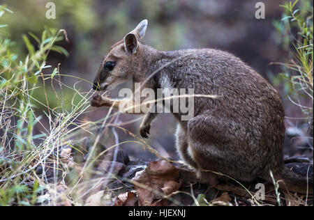 Parc national, portrait, l'Australie, timide, kangourou, animal sauvage, wallaby, Banque D'Images