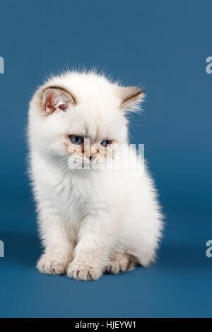 Chat, chaton British shorthair, blanc Banque D'Images