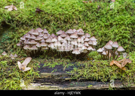 Olivbrauner Helmling (Mycena viridimarginata) sur le bois mort avec moss, immangeable, Mönchbruch, Flörsheim am Main, Hesse, Allemagne Banque D'Images