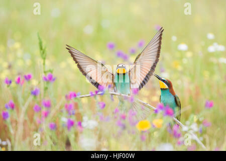 Des guêpiers (Merops apiaster), du nombre de couples nicheurs dans la région de flower meadow, région de l'Estrémadure, Espagne Banque D'Images