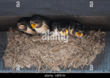 L'hirondelle rustique (Hirundo rustica), jeune oiseau au nid, Mecklembourg-Poméranie-Occidentale, Allemagne Banque D'Images