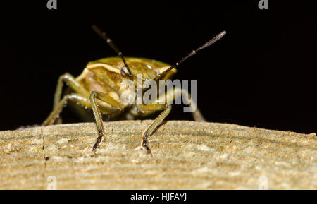 Insecte, scrabble, ramper, yeux, beetle, bug, antenne, insecte, scrabble, Banque D'Images