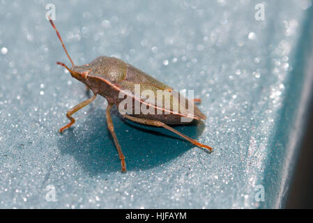 Insecte, scrabble, ramper, yeux, beetle, bug, antenne, insecte, scrabble, Banque D'Images