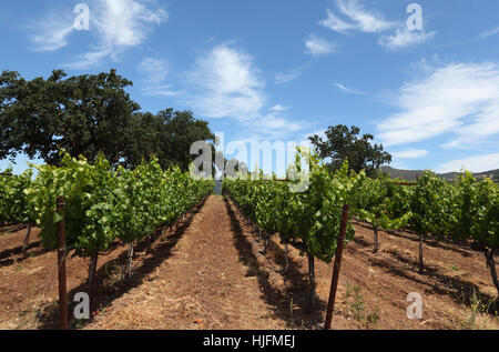 Vignobles du comté de Sonoma Banque D'Images