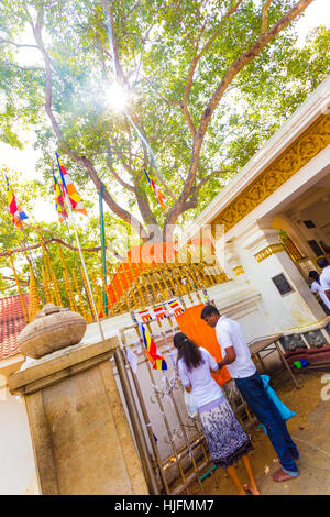 Adorant Les bouddhistes du Sri Lanka à la base de Jaya Sri Maha Bodhi figuier sacré de Budda illumination dans l'ancienne Anuradhapura Banque D'Images