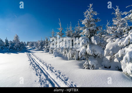 Paysage avec des arbres d'hiver, givre, neige et une piste de ski dans la région de Nordjylland Banque D'Images