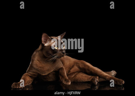 Brown cat birman isolé sur fond noir Banque D'Images