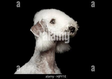 Bedlington terrier dog isolated on black Banque D'Images