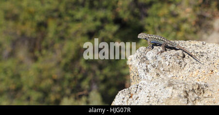 Le ventre bleu distinctif est visible dans cet homme Lézard Sceloporus graciosus (armoise) perché sur le bord d'un affleurement de granite. Banque D'Images