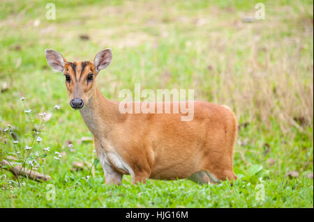 Deer Barking dans un champ d'herbe, Khao Yai National Park Banque D'Images