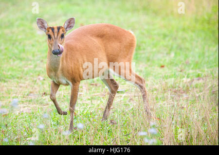 Deer Barking dans un champ d'herbe, Khao Yai National Park Banque D'Images