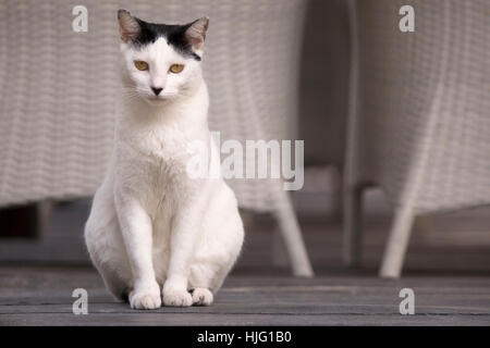 Chat domestique sauvé par Sandos Caracol Eco Resort Banque D'Images