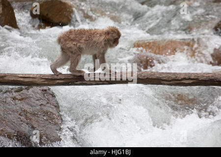 Des jeunes Macaque japonais (Macaca fuscata) traversent la rivière sur le pont en rondins de Yamanouchi Banque D'Images