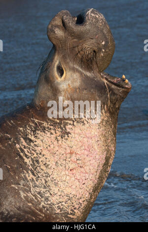 Phoque du Nord de l'éléphant mâle (Mirounga angustirostris), homme dominant, près de l'océan Pacifique, Californie Banque D'Images