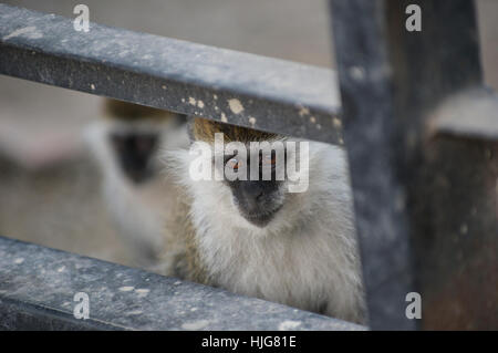 Deux singes vervet regardant de derrière les barreaux d'une clôture Banque D'Images
