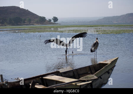 Deux cigognes marabout pour évacuation du poisson au lac Hawassa, Ethiopie Banque D'Images