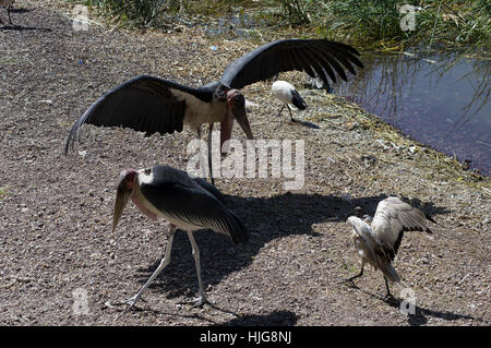 Deux cigognes Marabout déployant leurs ailes énormes pour sécher près de la rive d'un lac. Banque D'Images
