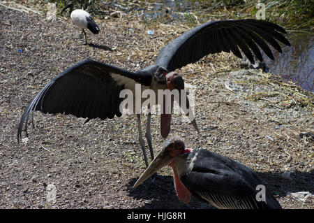 Deux cigognes Marabout déployant leurs ailes énormes pour sécher près de la rive d'un lac. Banque D'Images