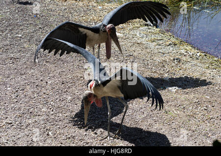 Deux cigognes Marabout déployant leurs ailes énormes pour sécher près de la rive d'un lac. Banque D'Images