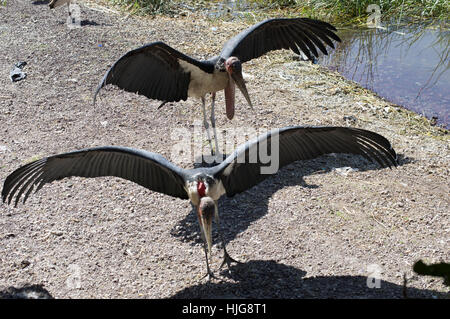 Deux cigognes Marabout déployant leurs ailes énormes pour sécher près de la rive d'un lac. Banque D'Images