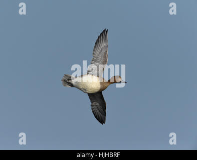 Canard siffleur - Anas penelope - hiver Banque D'Images