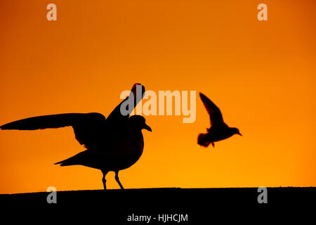 Goéland argenté Larus argentatus au coucher du soleil assis sur sea wall et battant récent Banque D'Images