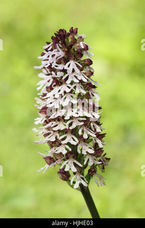 Lady Orchid (Orchis purpurea), une plante rare dans les North Downs de Kent géologiques crayeuses Banque D'Images