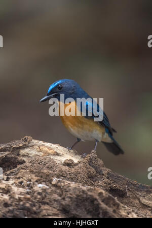 Tickell's blue (Lacedo tickelliae) est une espèce de passereau de la famille. Banque D'Images