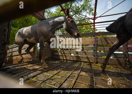 Silver dapple chevaux qui courent dans un cheval fort. Banque D'Images