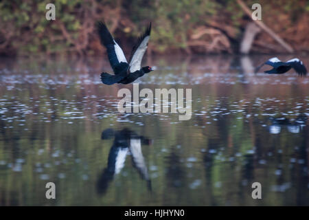 Les canards de Barbarie volant le long de rivière dans le bassin de l'Amazone au Brésil Banque D'Images