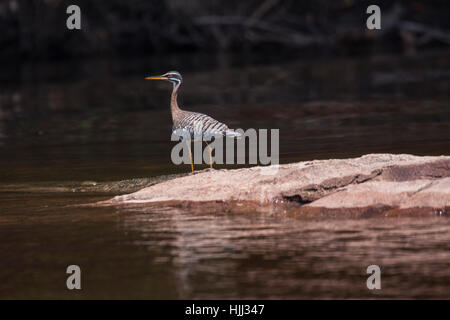 Sunbittern debout sur rock à bord de rivière au Brésil Banque D'Images