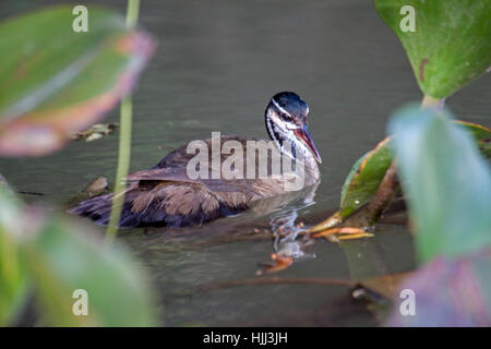 Sungrebe nager à bord de rivière au Brésil Banque D'Images