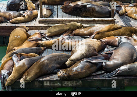 Des foules de phoques et d'otaries au Pier 39 à San Francisco Banque D'Images