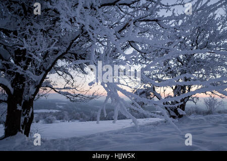 Un arbre sur une colline, ses branches couvertes de neige Banque D'Images