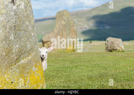 À l'agneau est au coin de la rue de derrière un gros rocher au cercle de pierres de Castlerigg dans le Lake District. Banque D'Images