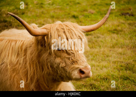 Vache Highland Banque D'Images