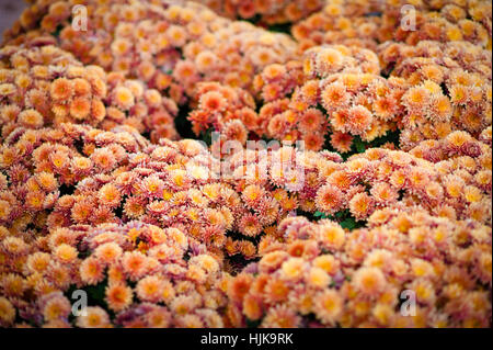 Belle chrysanthème comme arrière-plan photo. papier peint, chrysanthèmes en automne. Banque D'Images