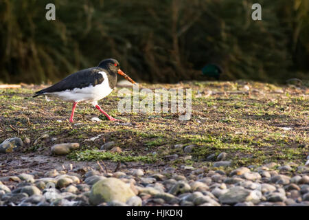 Huîtrier pie (Haematopus ostralegus) se nourrissent de la masse des marais Banque D'Images