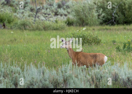 Le cerf mulet dans le Parc National de Yellowstone Banque D'Images